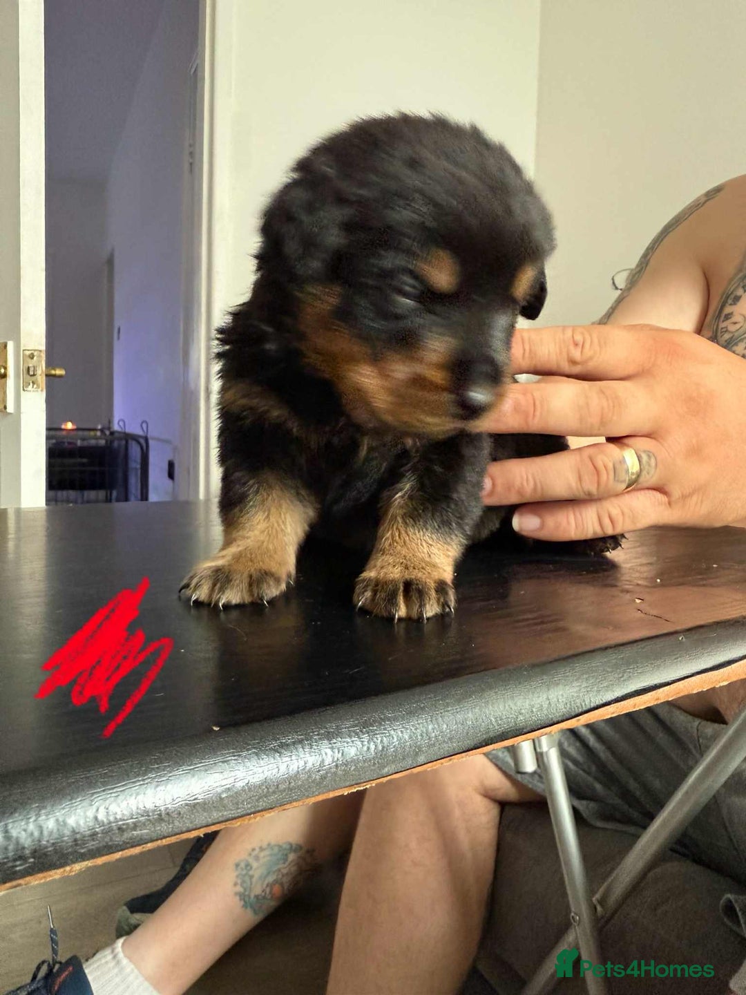 Rottweiler dogs for sale: Rottweiler puppies for sale - Image 13