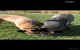 Cane Corso dogs for sale: CANE CORSO TOP QUALITY STRAJANO BLOODLINE FERMINTO - Advert 18