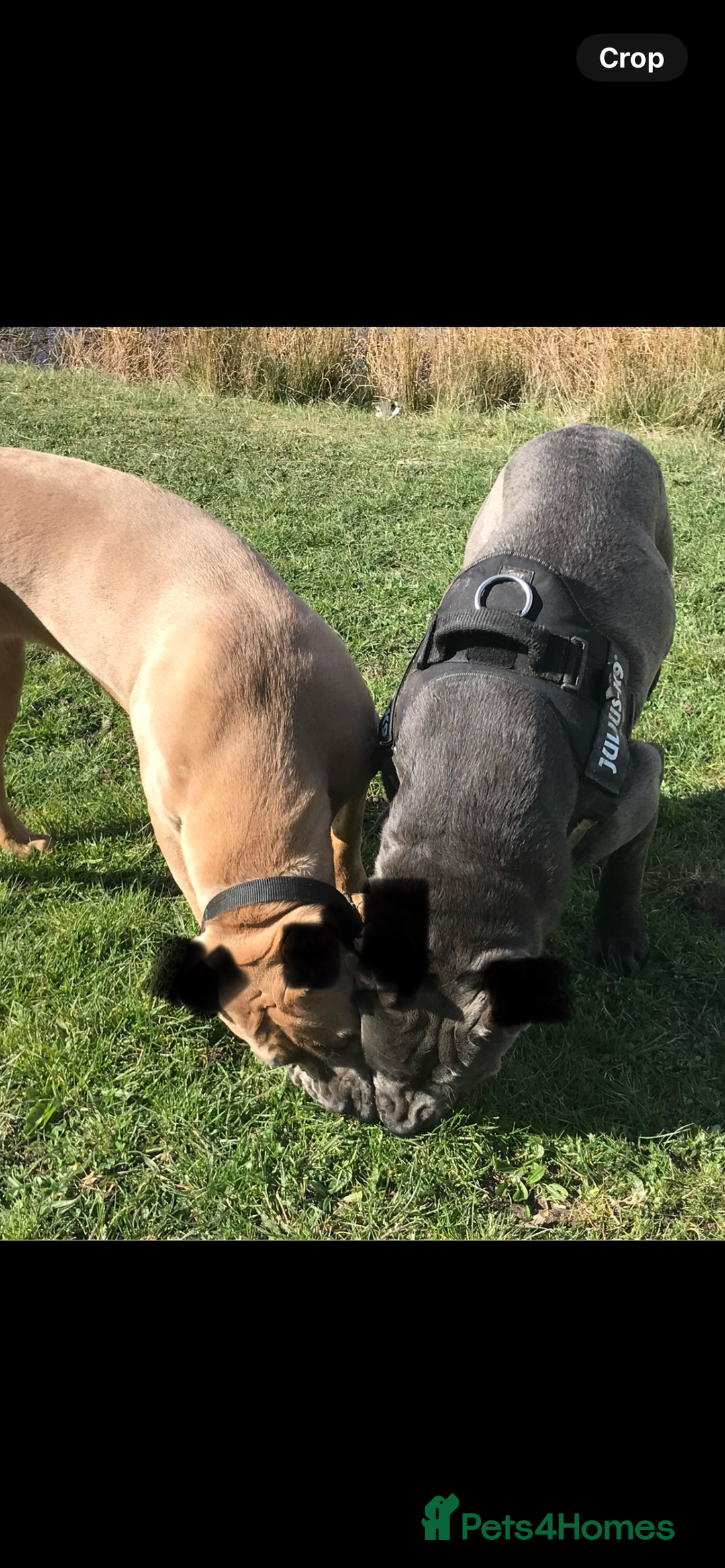 Cane Corso dogs for sale: CANE CORSO TOP QUALITY STRAJANO BLOODLINE FERMINTO - Advert 18