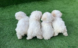 Poodle dogs for sale: Poodles pups for forever home - Image 28