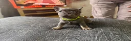 French Bulldog dogs for sale: French bulldog puppies  in Carluke - Advert 6