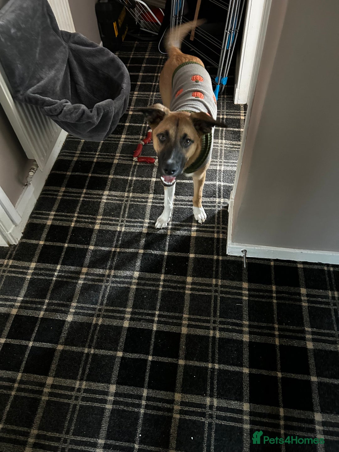 Mixed Breed dogs for sale: Manel - Image 5