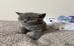 British Shorthair cats for sale: Chunky Lilac & blue bsh kittens  - Image 4