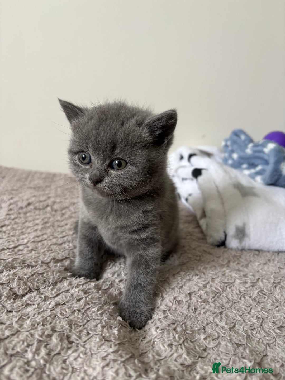 British Shorthair cats for sale: Chunky Lilac & blue bsh kittens  - Image 4