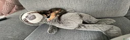 British Shorthair cats for sale: Tortoiseshell British shorthair - Advert 5