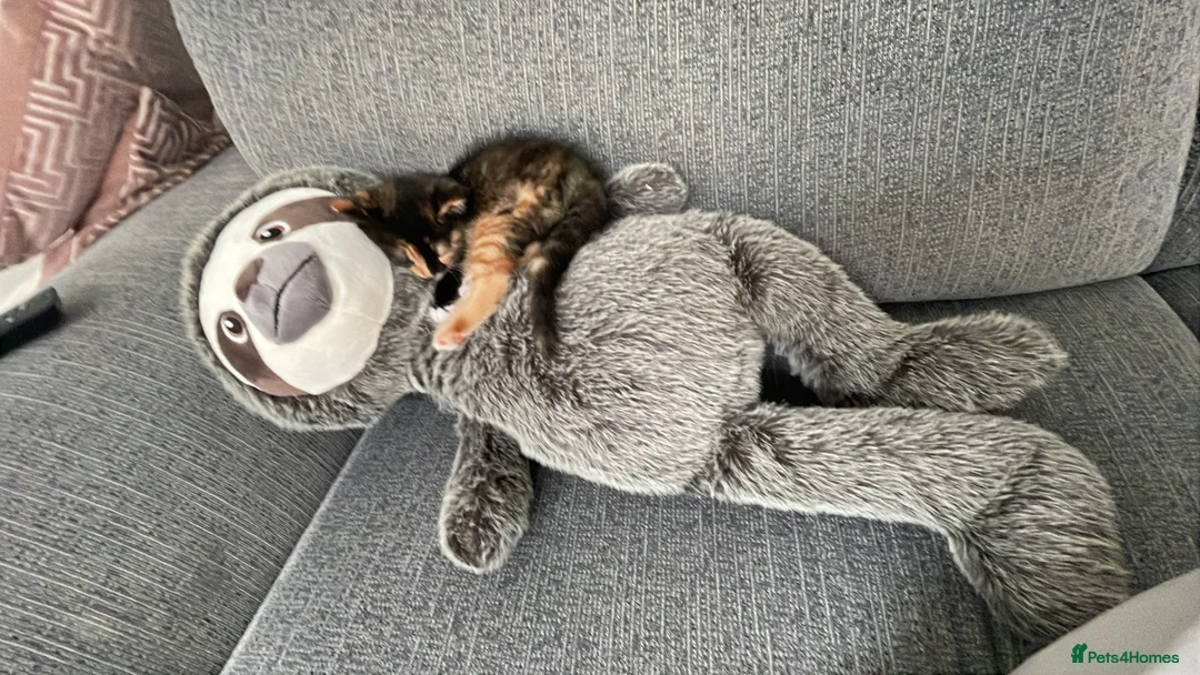 British Shorthair cats for sale: Tortoiseshell British shorthair - Advert 5