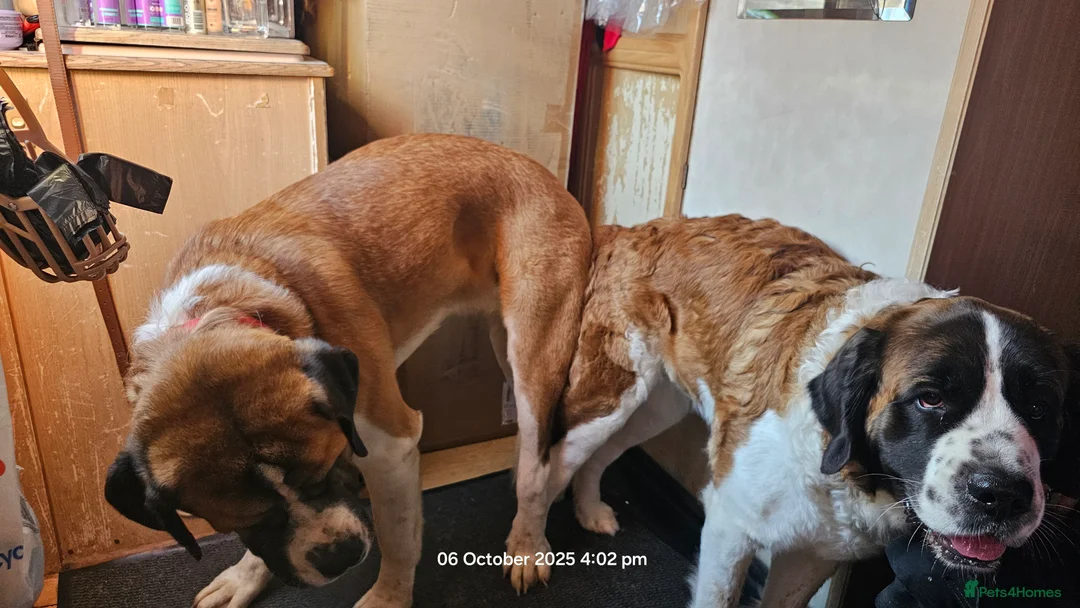 Saint Bernard dogs for stud: Kc reg PROVEN Saint bernards for stud  - Advert 8