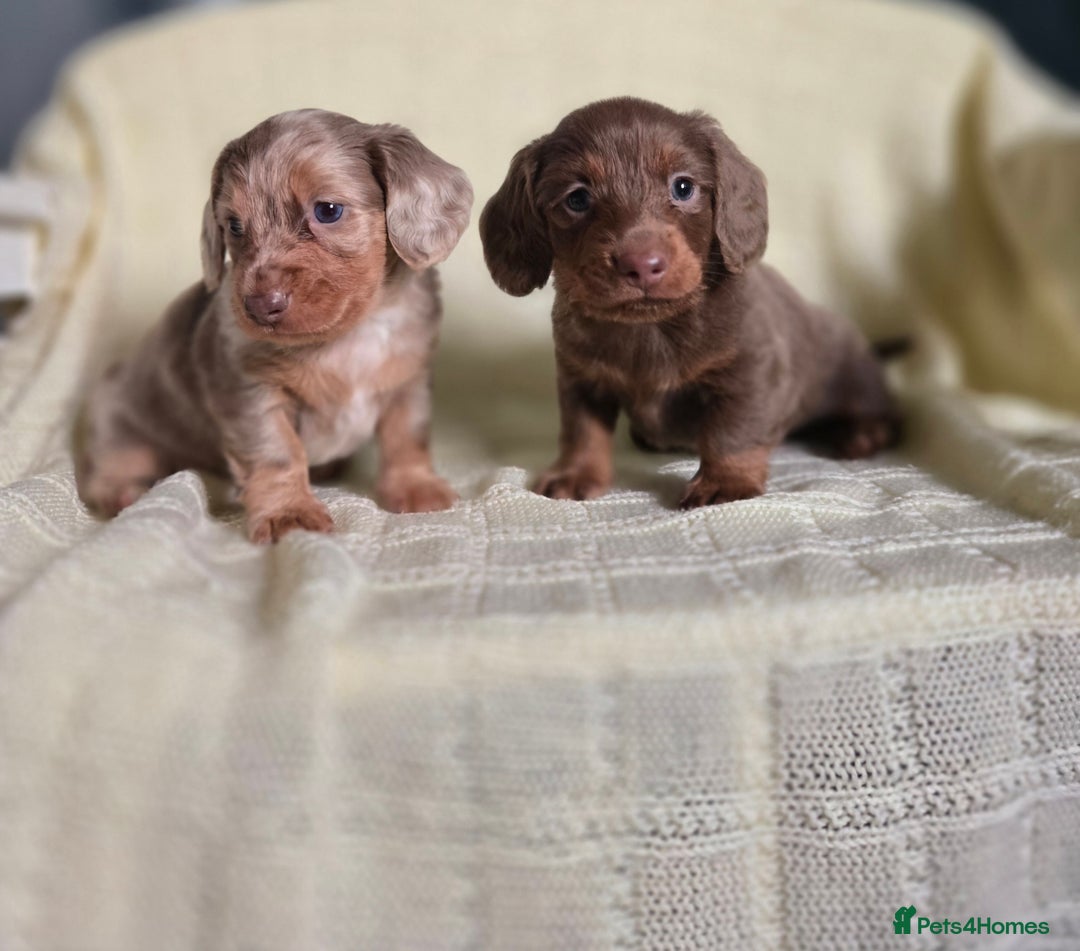 Miniature Dachshund dogs for sale: Miniature long hair dachshund  - Advert 3