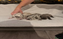 French Bulldog dogs for sale: Beautiful blue and lilac merle French bulldogs - Image 1