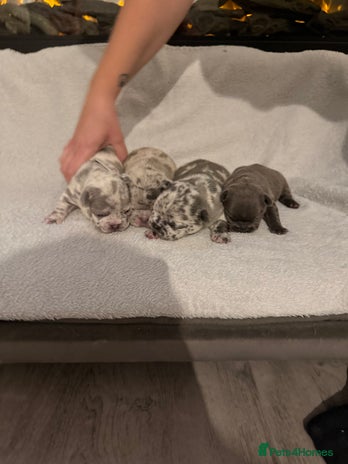 French Bulldog dogs - Advert 2