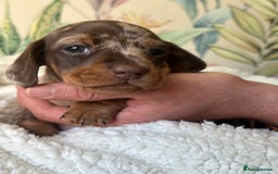 Miniature Dachshund dogs for sale: 3 boys and 1 girl  - Image 7
