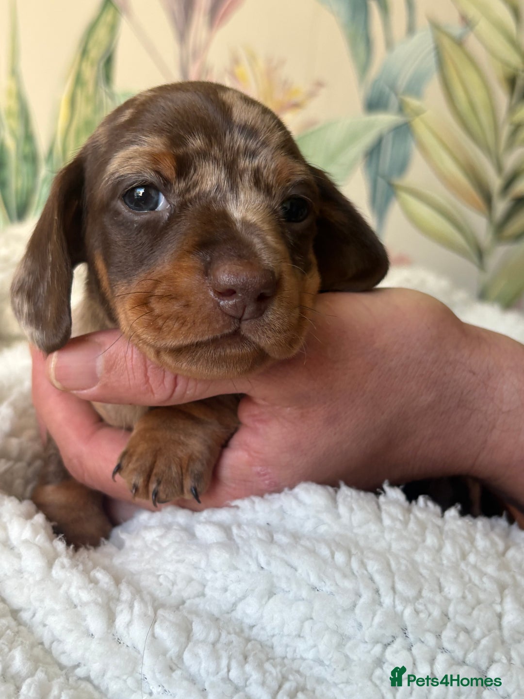 Miniature Dachshund dogs for sale: 3 boys and 1 girl  - Image 7