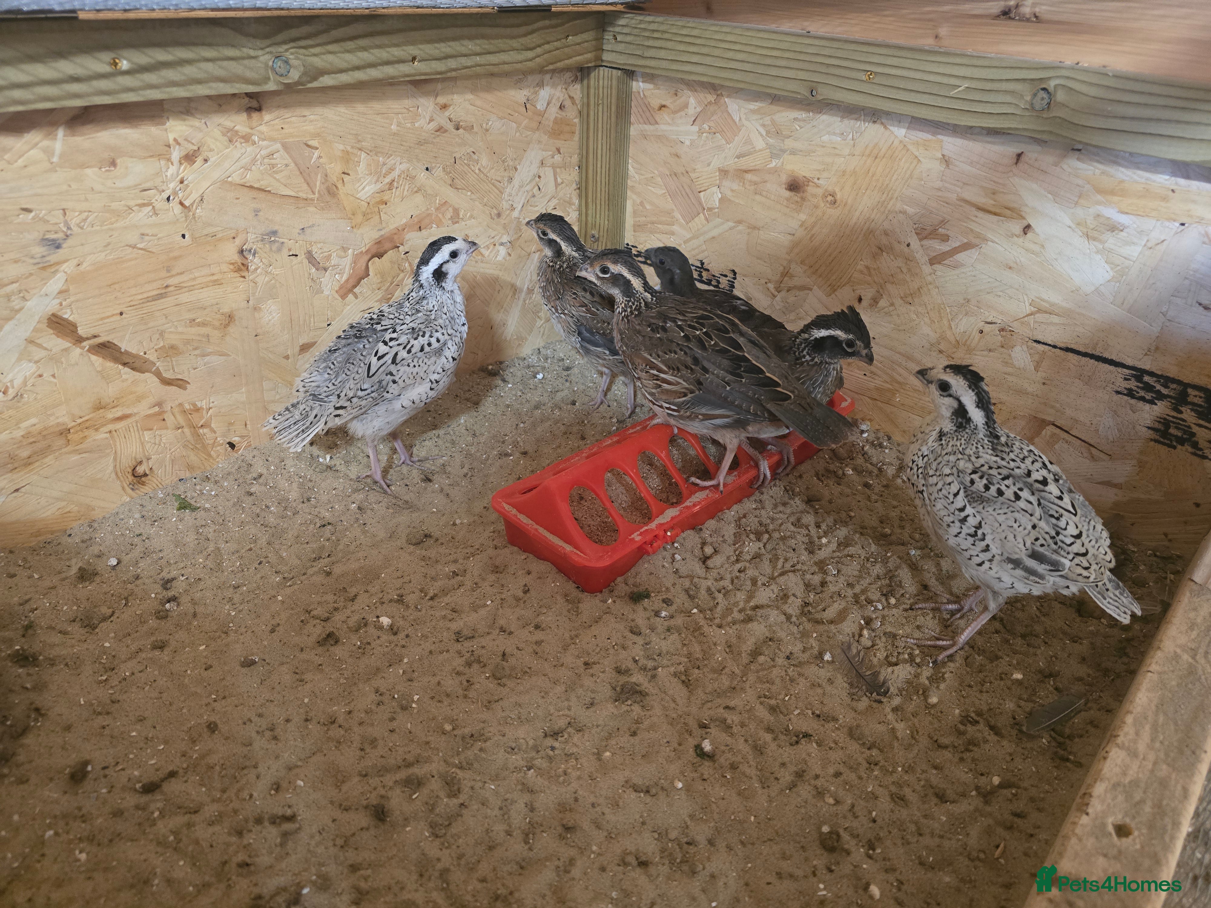 Quail poultry Beautiful mixed bobwhites  - Advert 4