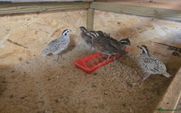 Quail poultry for sale: Beautiful mixed bobwhites  - Advert 1
