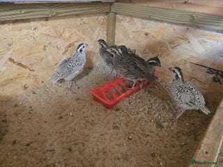 Quail poultry for sale: Beautiful mixed bobwhites - Advert 1