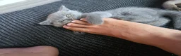 British Shorthair cats for sale: British short hair kitten  in Scunthorpe - Advert 2