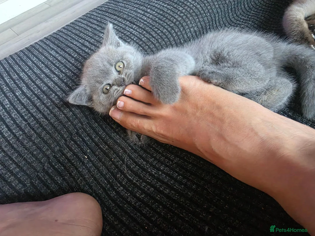 British Shorthair cats for sale: British short hair kitten  in Scunthorpe - Advert 2