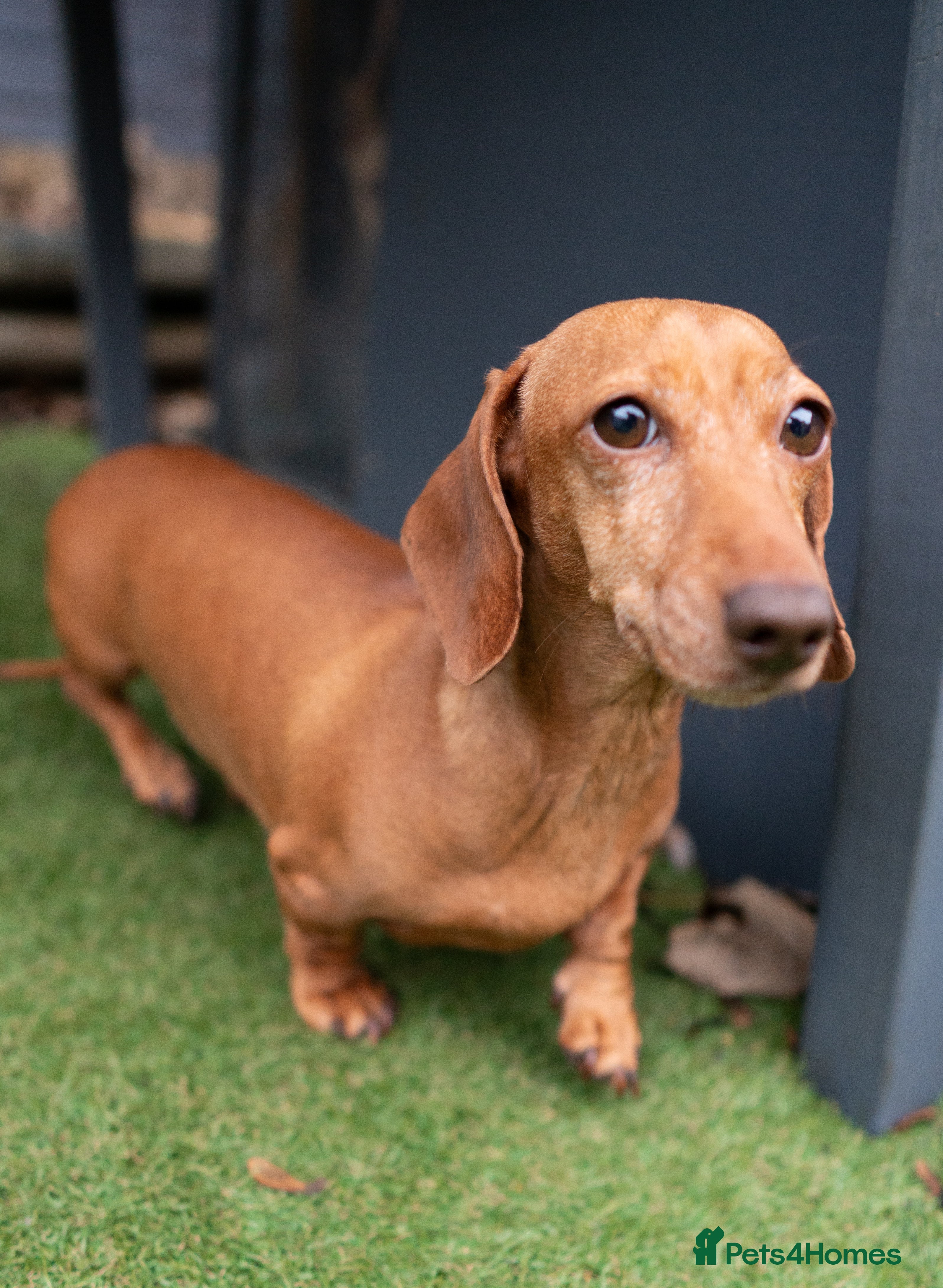 Miniature Dachshund dogs Miniature Dachshund - 4 Years Old - Beautiful  - Advert 13