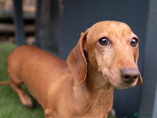 Miniature Dachshund dogs Miniature Dachshund - 4 Years Old - Beautiful - Advert 1