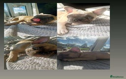 French Bulldog dogs for sale: French bulldog puppies - Image 3