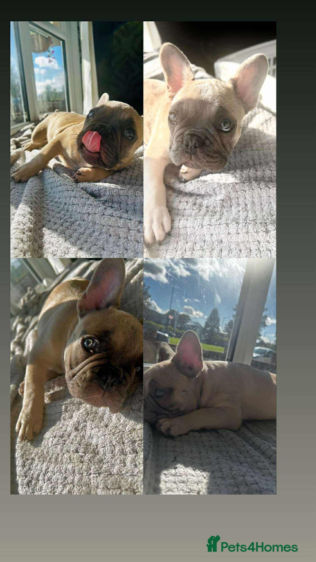 French Bulldog dogs for sale: French bulldog puppies - Image 3