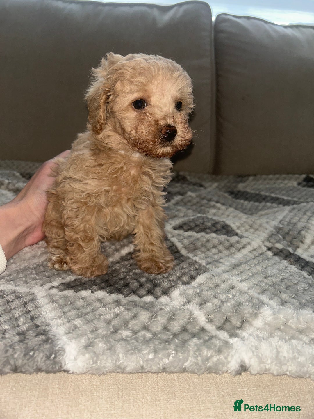 Toy Poodle dogs for sale: Adorable KC Toy Poodle Puppies ❤️🐾  - Image 10