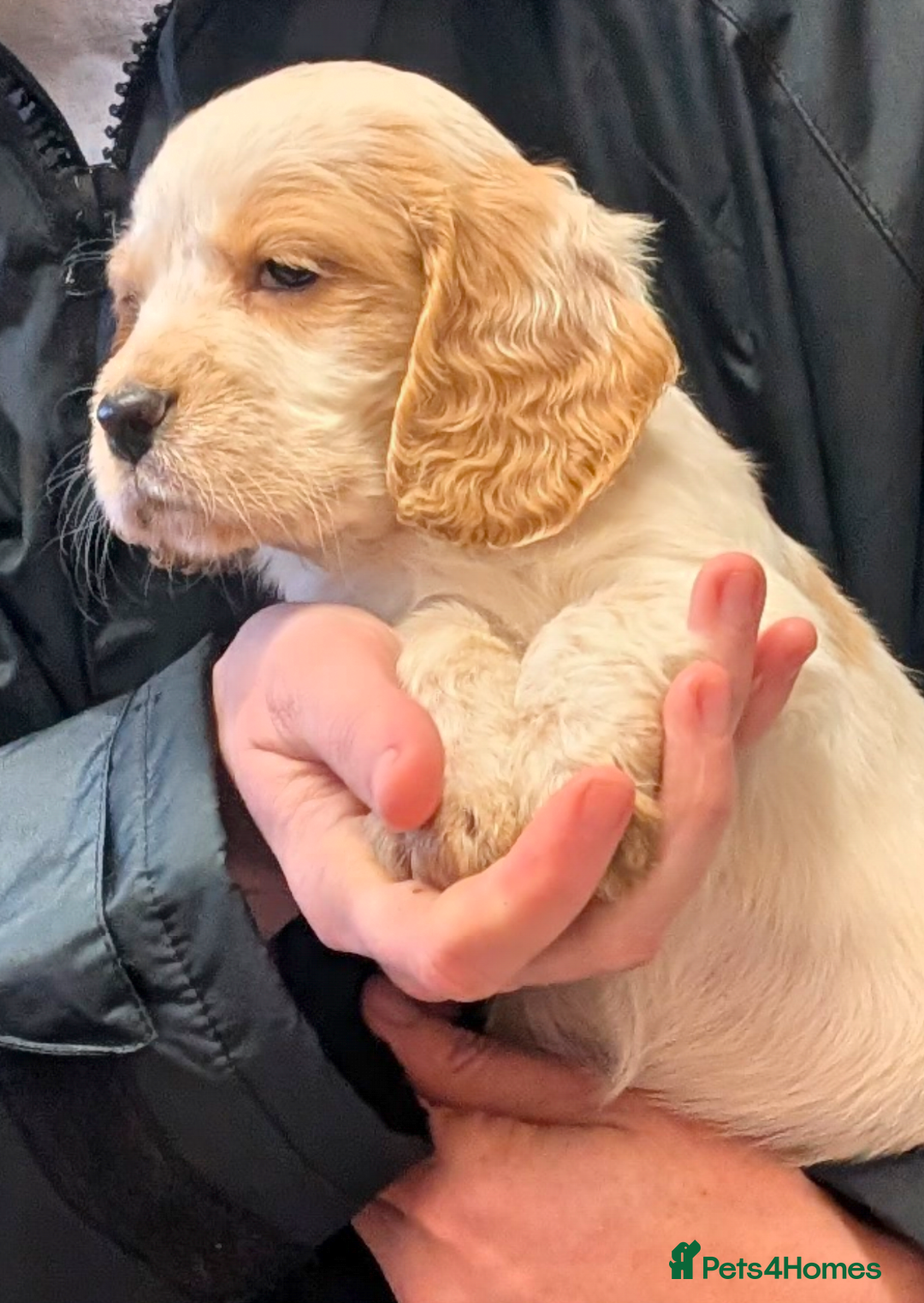 Cocker Spaniel dogs for sale: Cocker spaniel puppies  - Advert 12