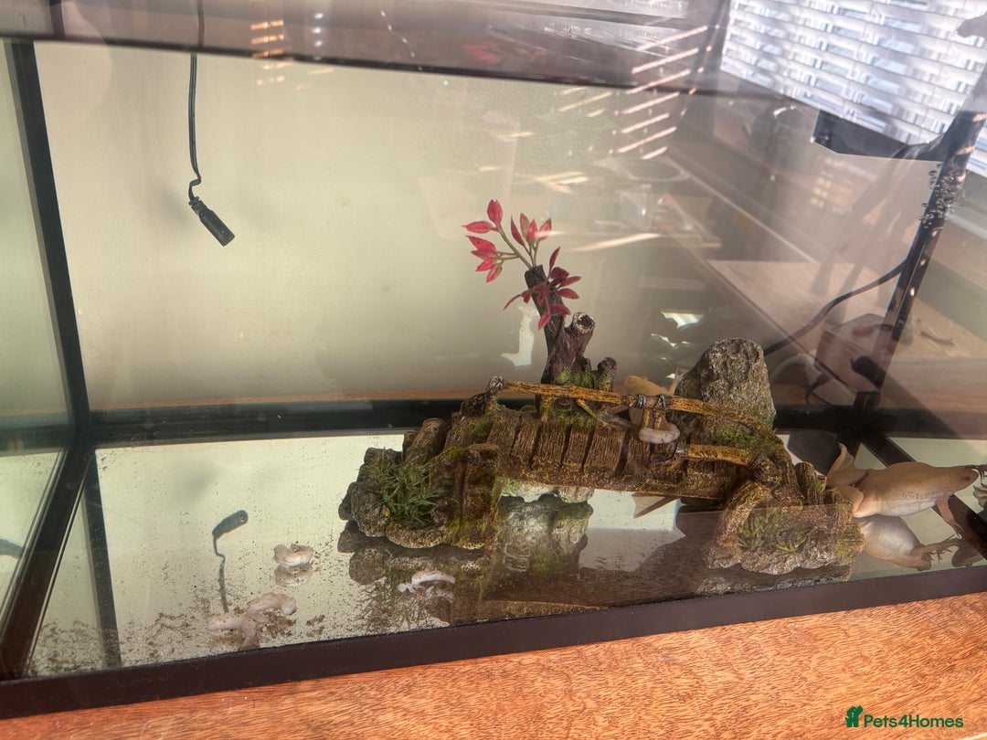 Other/Mixed Breed fish for sale: African albino claw frogs both female. - Advert 2