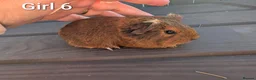 Guinea Pig rodents for sale: Funky babies  in Washington - Advert 5