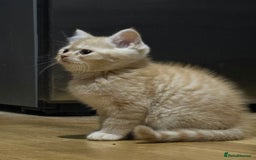 Persian cats for sale: Persians kittens  - Advert 7