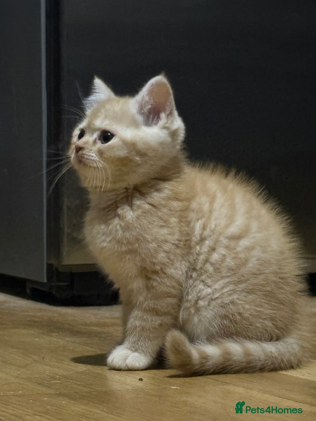 Persian cats for sale: Persians kittens  - Advert 7