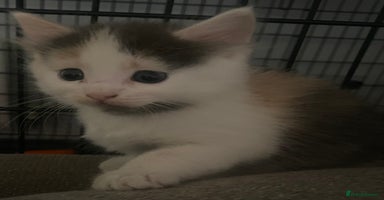 Ragdoll cats - Advert 10