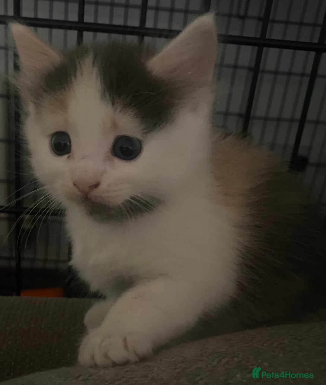 Ragdoll cats for sale: Ragdoll Mix Breed Kittens - Image 7
