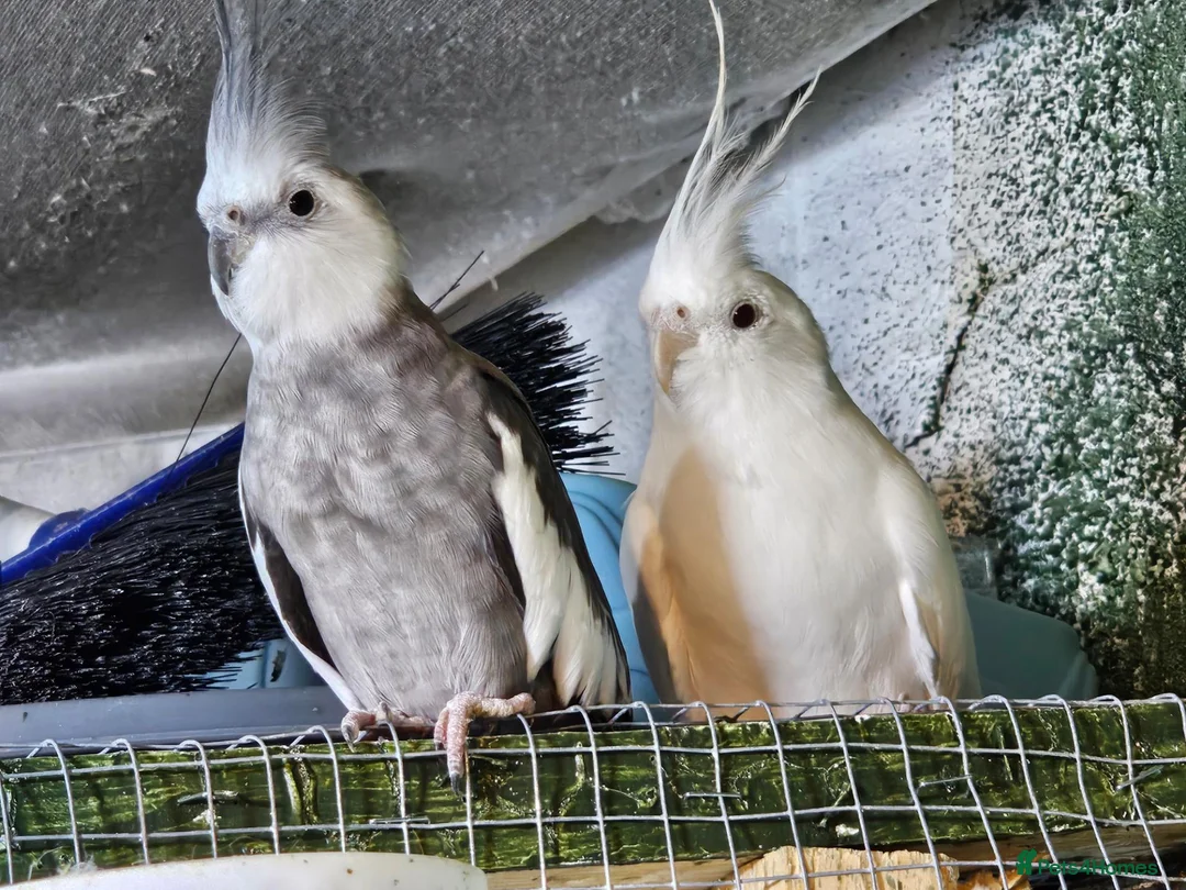 Budgerigars birds for sale: Cockatiels  - Advert 2