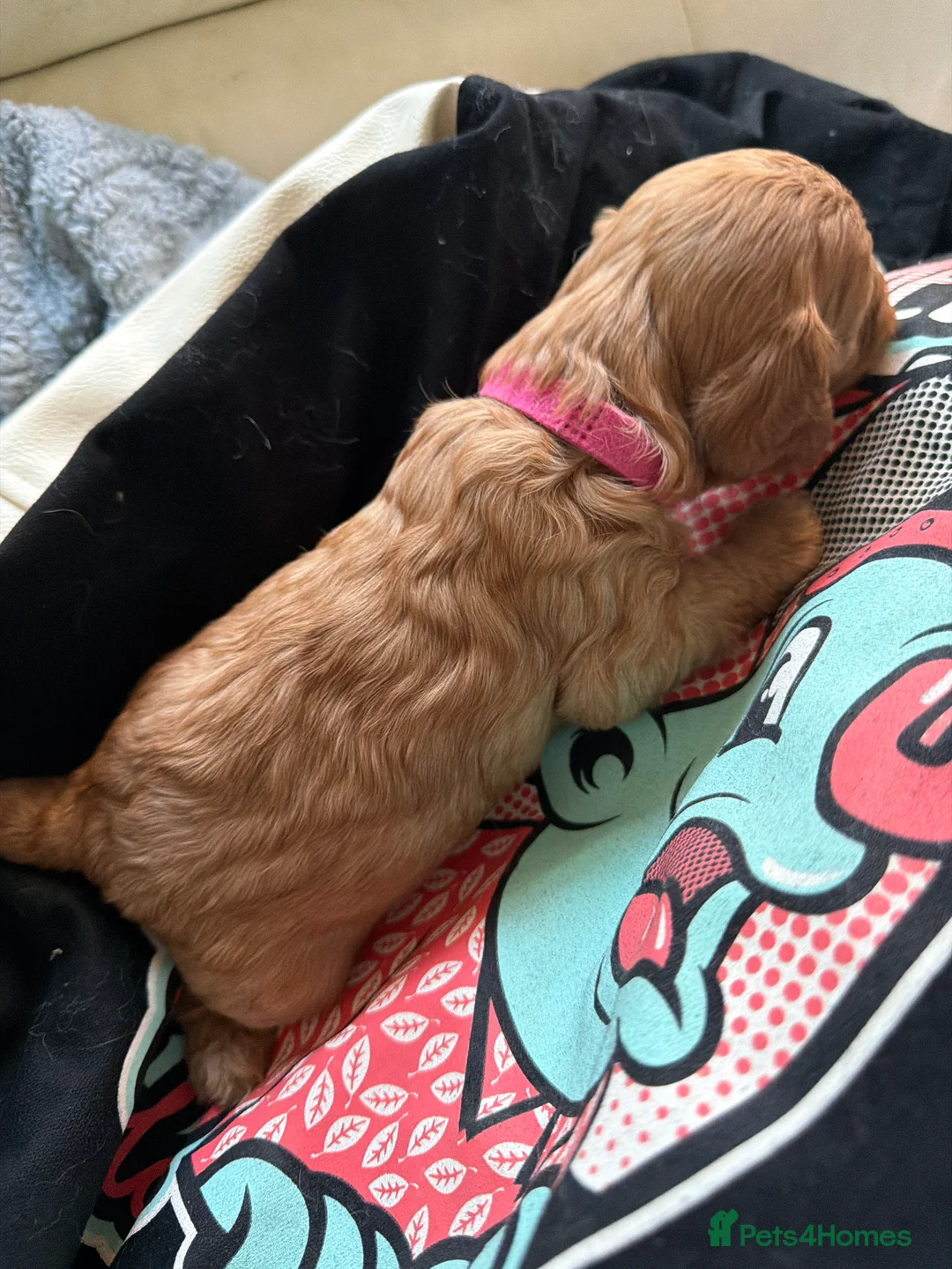 Cavapoo dogs for sale: Toy Cavapoo Health testing parent  - Advert 17