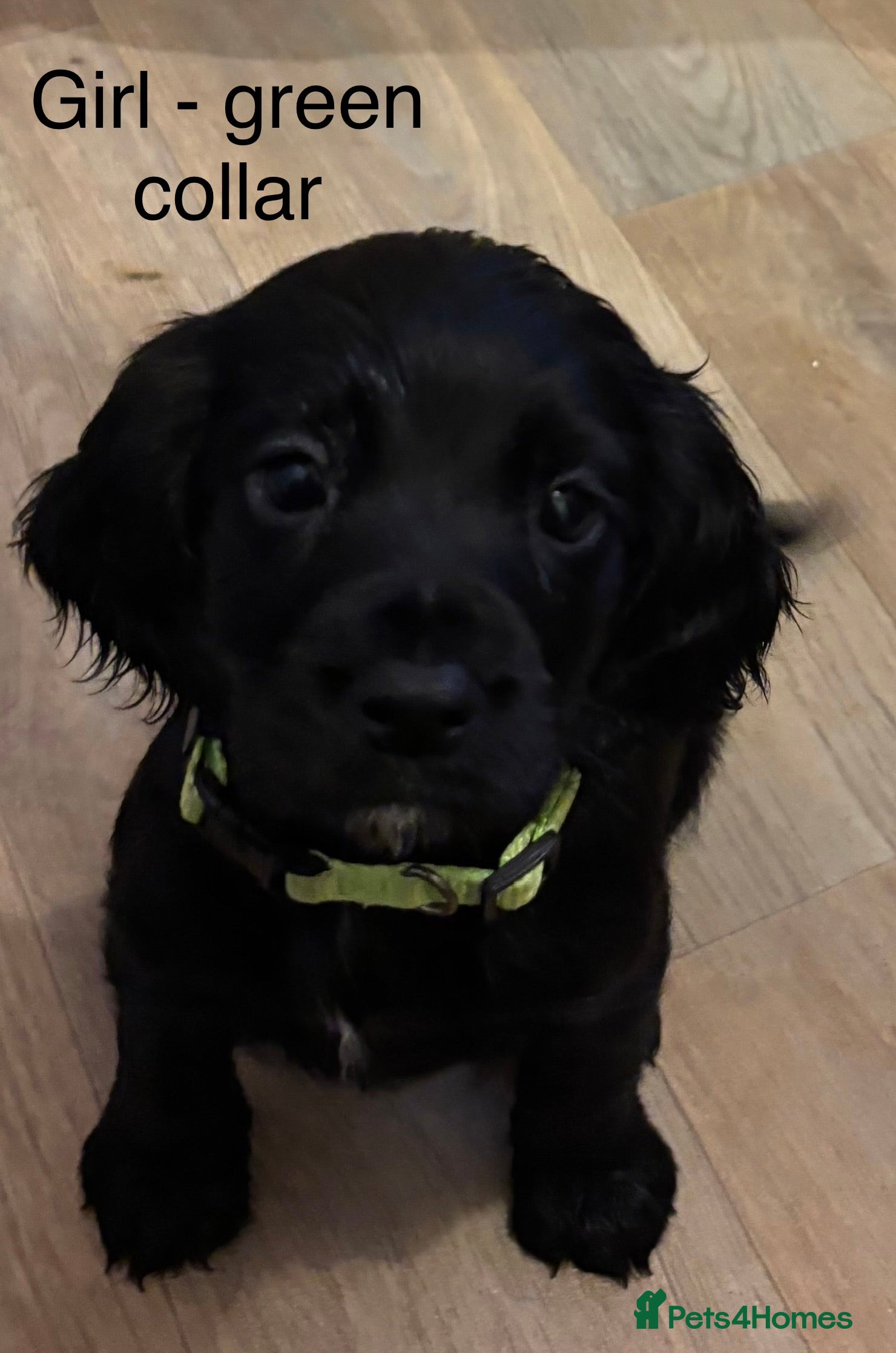 Cocker Spaniel dogs Cocker Spaniel Puppies  - Advert 5