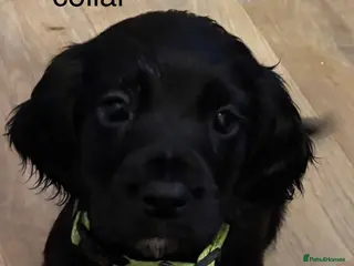 Cocker Spaniel dogs Cocker Spaniel Puppies - Advert 8