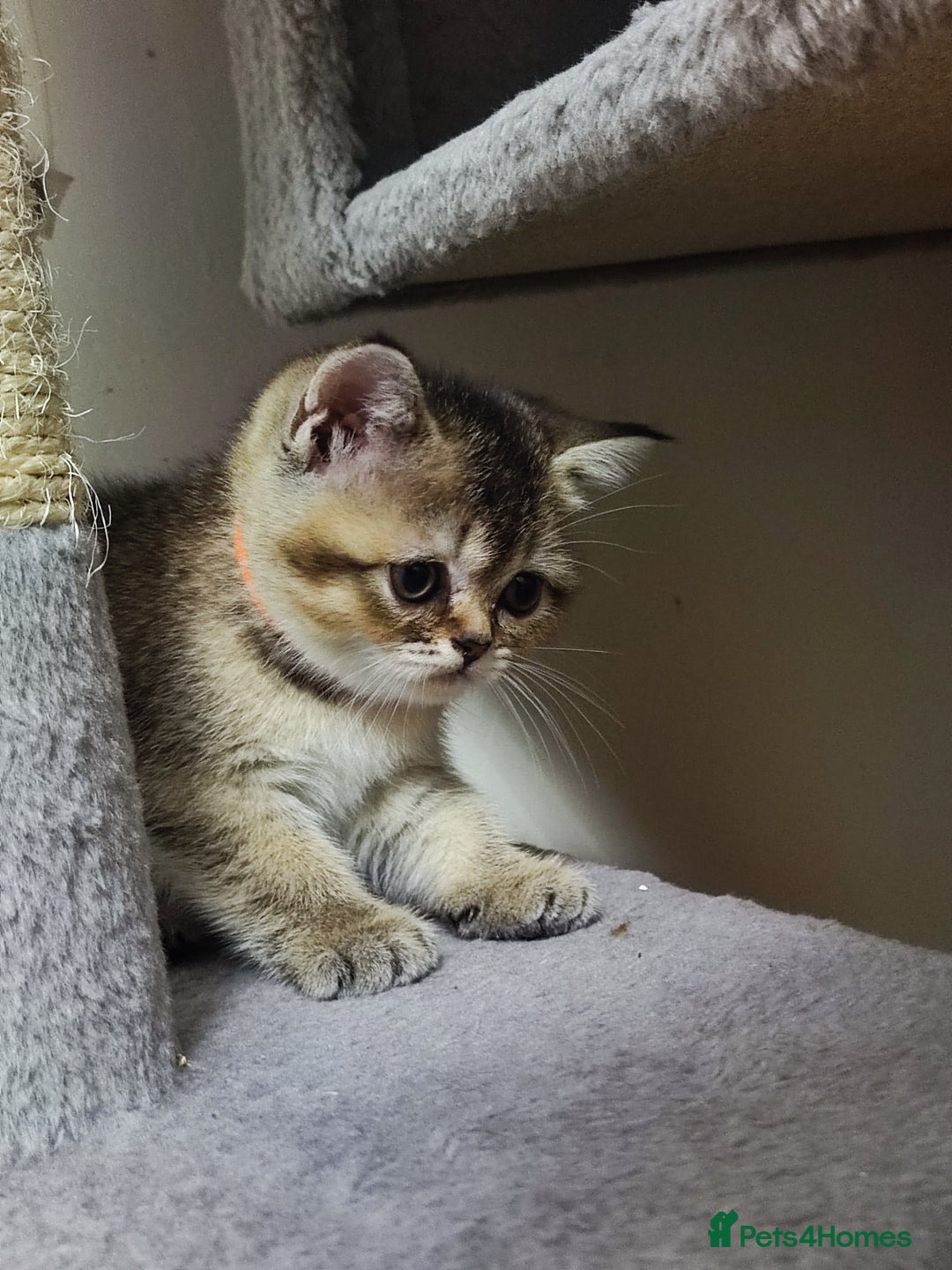 British Shorthair cats for sale: British Shorthair Kittens Full Pedigree Parents  - Advert 27