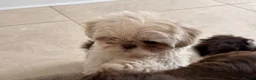 Shih Tzu dogs for sale: Imperial shih tzu puppies  - Advert 10