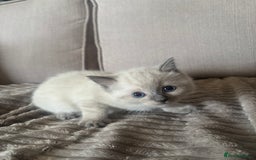 Ragdoll cats for sale: Beautiful ragdoll x silver tabby kittens  - Image 3