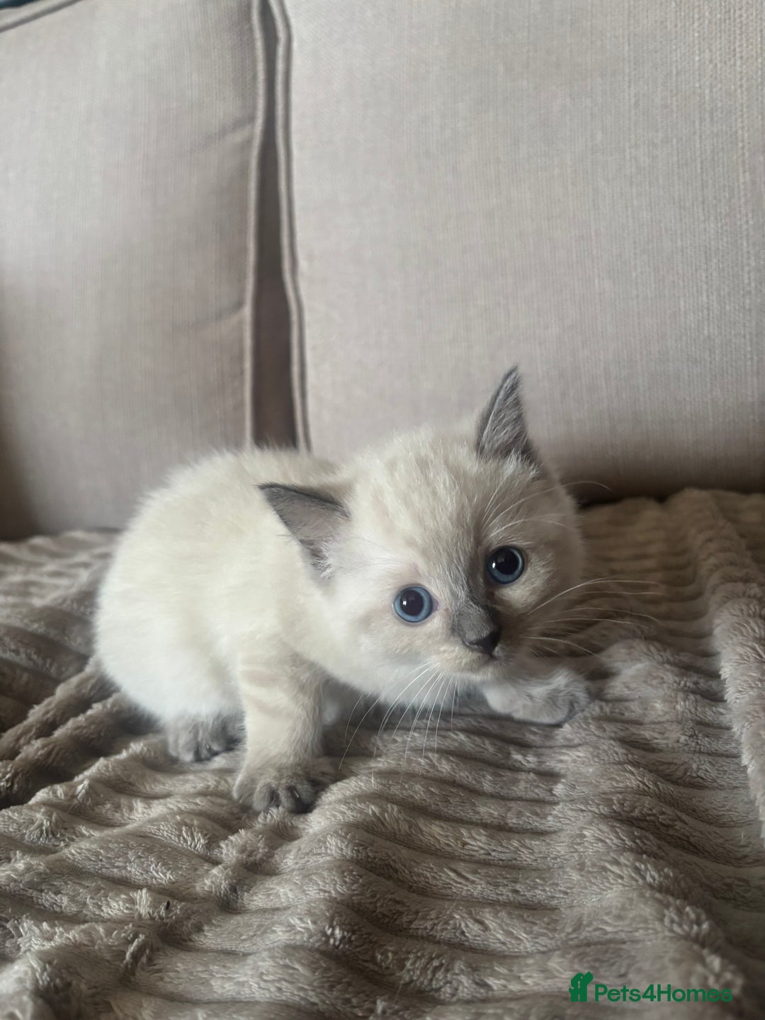 Ragdoll cats for sale: Beautiful ragdoll x silver tabby kittens  - Image 3