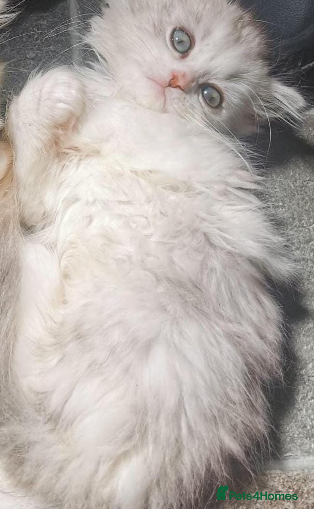Siberian cats for sale: Siberian Shaded Silver Kittens & Hypoallergenic - Image 5