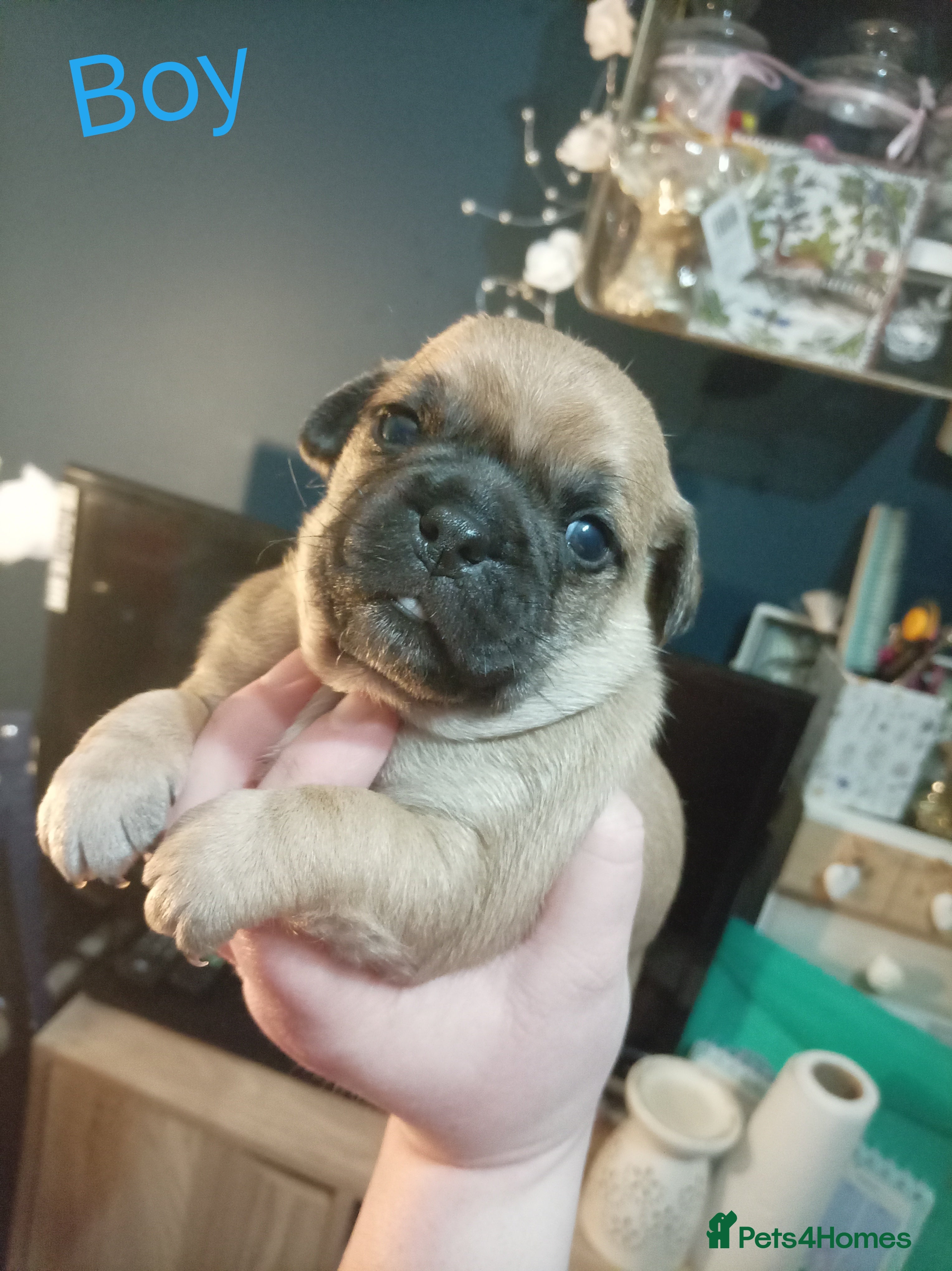 Jug dogs Jug puppies Jack Russell x pug puppies available - Advert 2