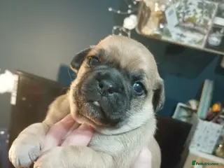 Jug dogs Jug puppies Jack Russell x pug puppies available - Advert 2