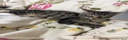 Mixed Breed cats for sale: Rehome beautiful sweet Kitty in London - Advert 3