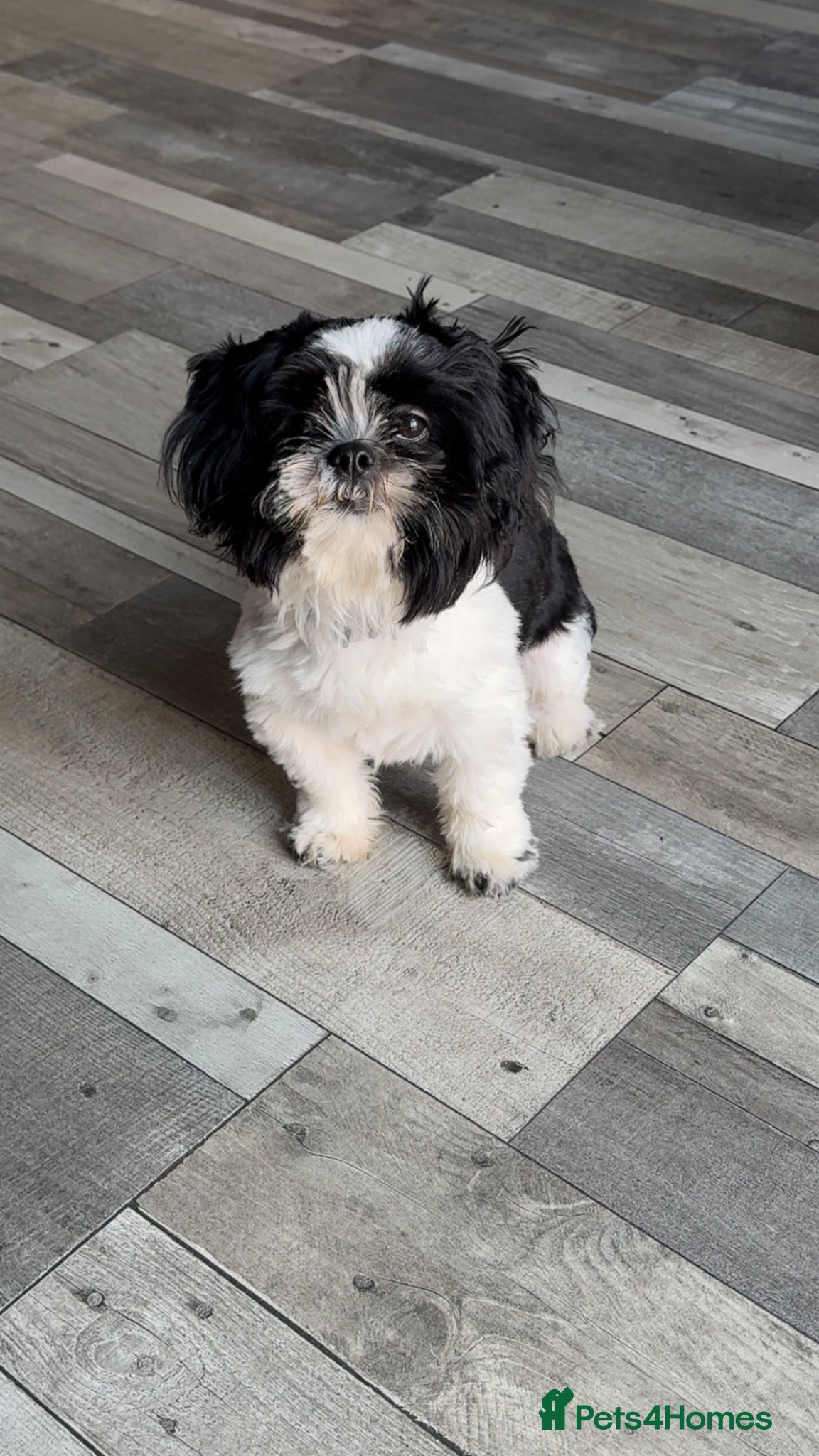 Shih Tzu dogs 6 month old male Shih tzu - Advert 10