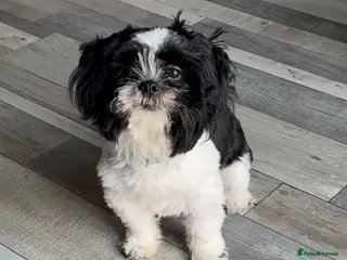 Shih Tzu dogs 6 month old male Shih tzu - Advert 5