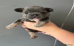 French Bulldog dogs for sale: Blue /tan Frenchbull dog - Image 1