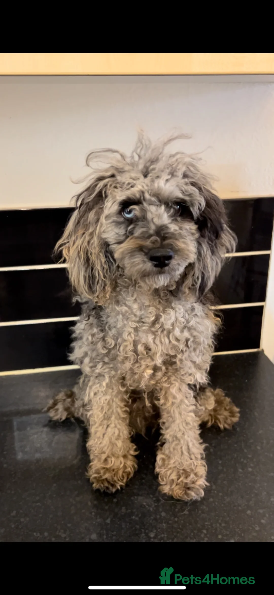 Miniature Poodle dogs for sale: Miniature poodle puppies 🐩  - Advert 2