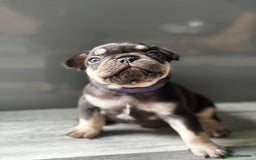 French Bulldog dogs for sale: French bulldogs  - Image 4